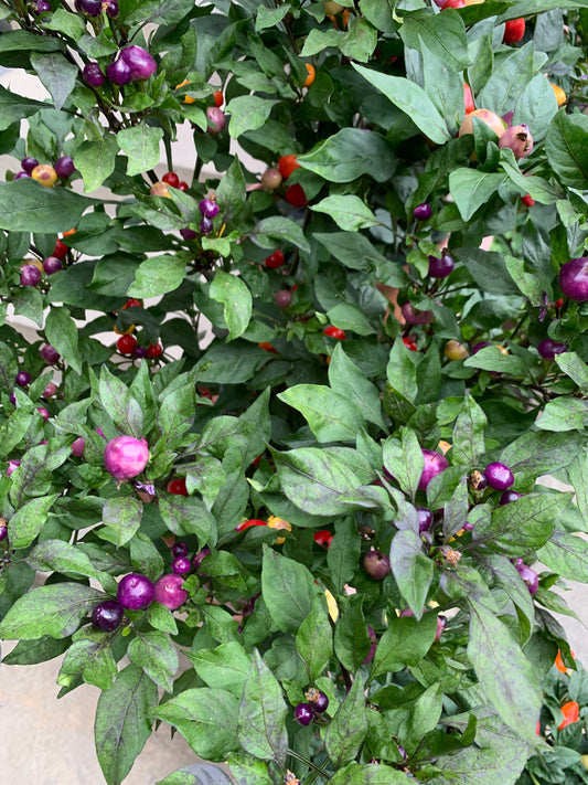 Семена Синьо око