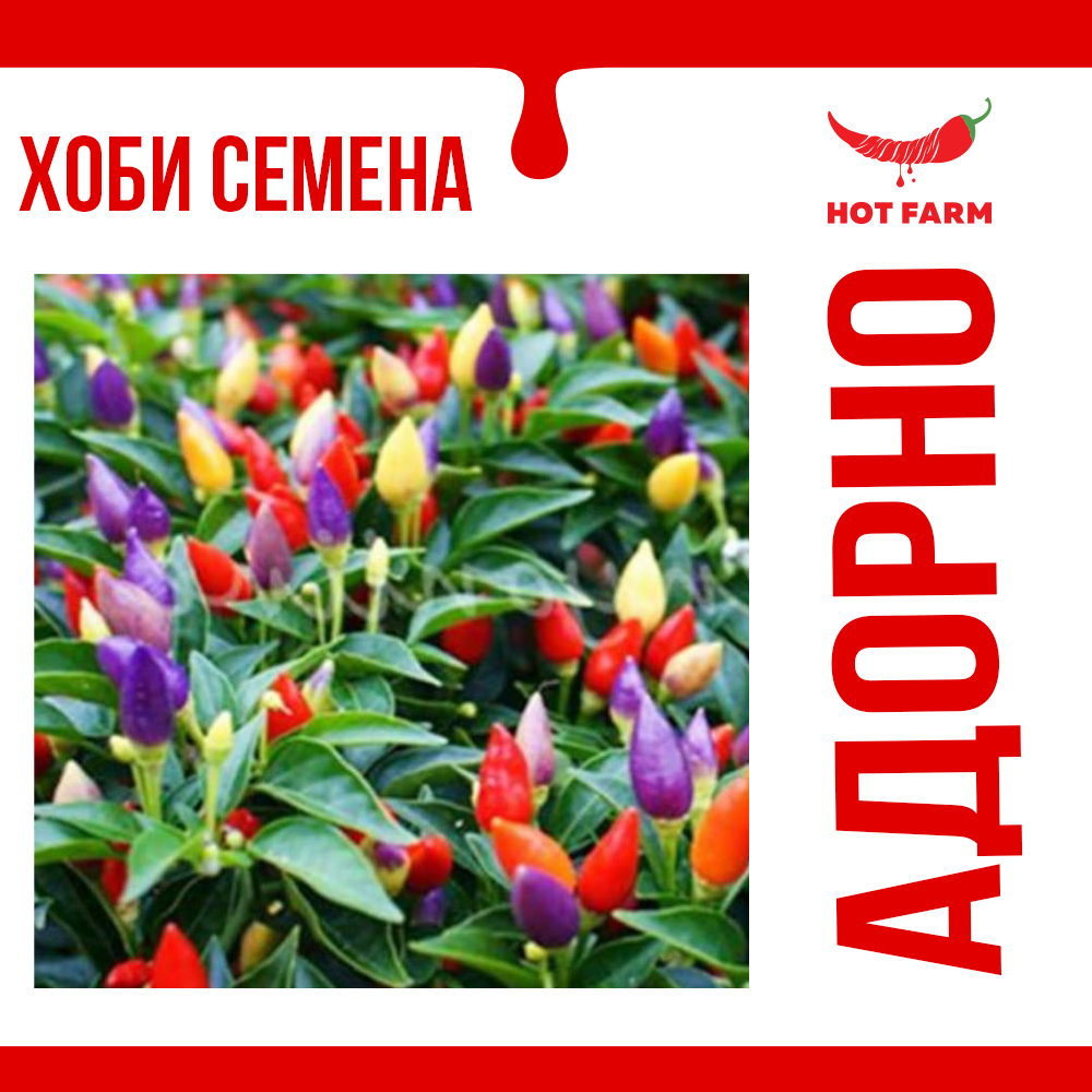 Seeds of Adorno chili, a decorative and spicy pepper variety perfect for pots and gardens with vibrant colors.