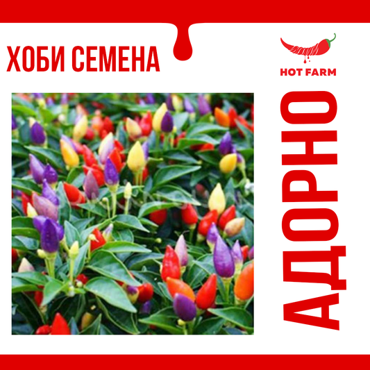 Seeds of Adorno chili, a decorative and spicy pepper variety perfect for pots and gardens with vibrant colors.