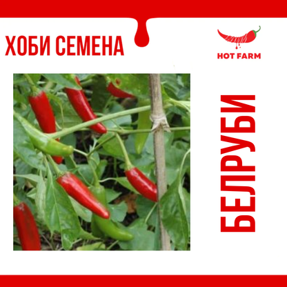 Belrubi Seeds