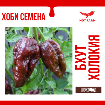 Chocolate Bhut Jolokia Seeds