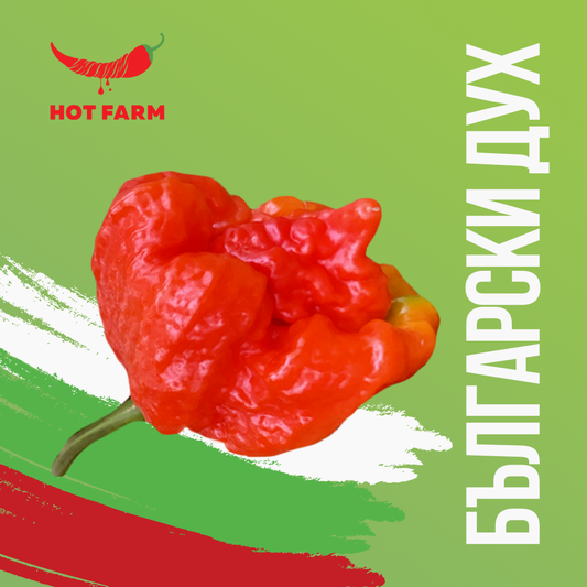 Seeds of Bulgarian Spirit chili pepper, a vibrant and spicy variety, ideal for growing in gardens and pots, offering bold flavor and beautiful color transitions.