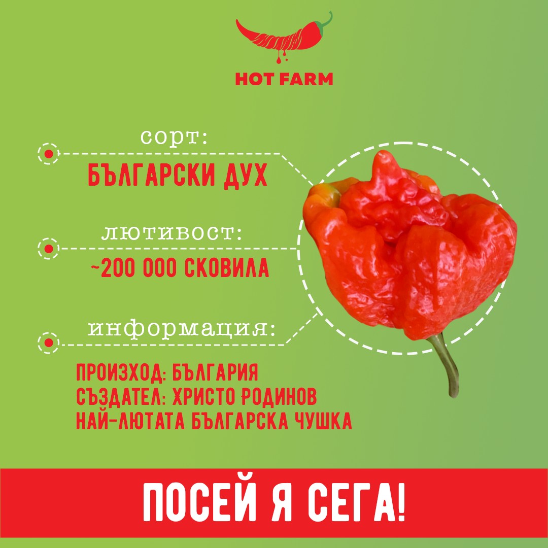 Bulgarian Spirit chili pepper seeds, perfect for cultivating a flavorful and colorful chili variety with a balanced spiciness.