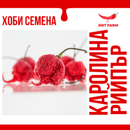 Seeds of Carolina Reaper, the hottest chili pepper in the world, ideal for growing bold and spicy fruits with unique flavor.