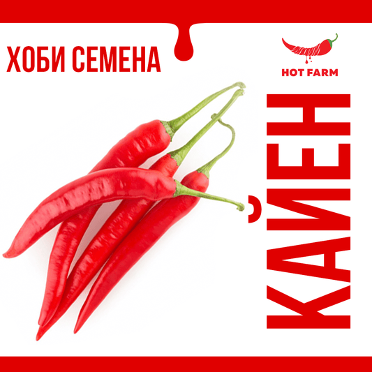 Seeds of Cayenne chili, a nutritious and versatile pepper with moderate heat, perfect for culinary and medicinal use.