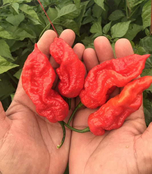 Червена Нага - пресни чушки