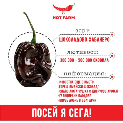 Chocolate Habanero pepper seeds for cultivating a flavorful and fiery chili variety with 300,000 to 500,000 Scoville heat units.