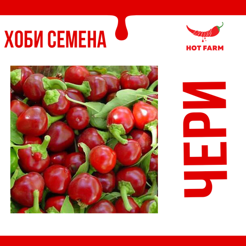 Decorative chili pepper with cherry-shaped fruits ripening from orange to red, perfect for home and garden decoration.