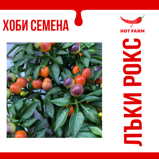 Decorative Lucky Rocks chili peppers with vibrant colors and compact plants, perfect for indoor and outdoor decoration.