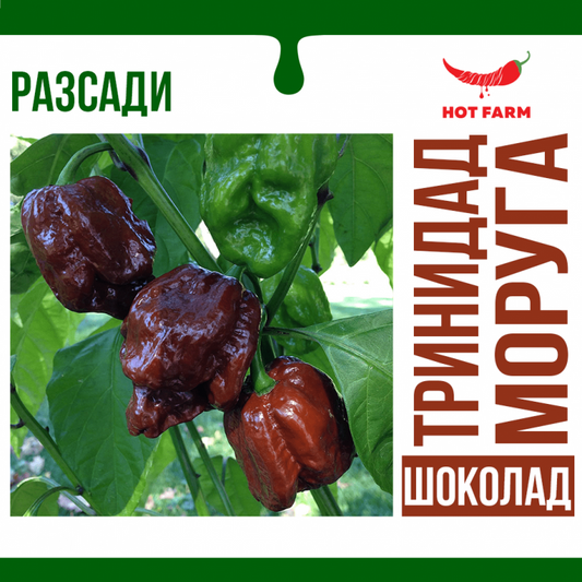 Разсад Тринидад Моруга Шоколад