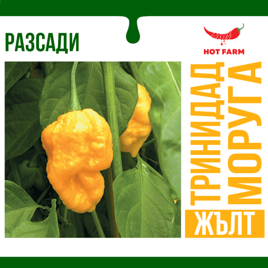 Разсад Тринидад Моруга Жълт