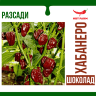 Chocolate Habanero Seedlings