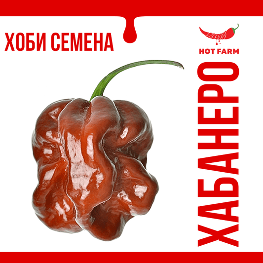 Seeds of Chocolate Habanero chili, perfect for growing high-yielding and intensely spicy peppers with a citrus aroma.