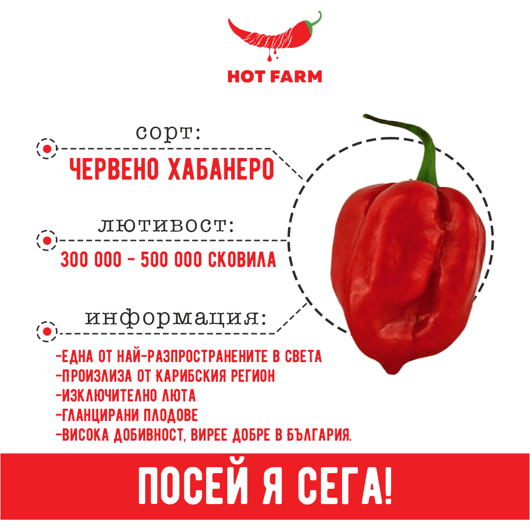 Habanero red chili seeds for cultivating a high-yield, flavorful pepper variety with 300,000 to 500,000 Scoville heat units.