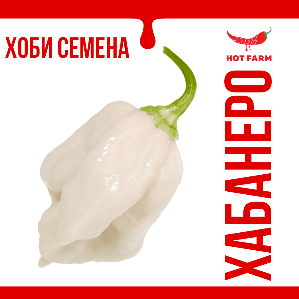 White Habanero chili seeds for growing a high-yielding and intensely spicy pepper variety with 300,000 to 500,000 Scoville heat units.