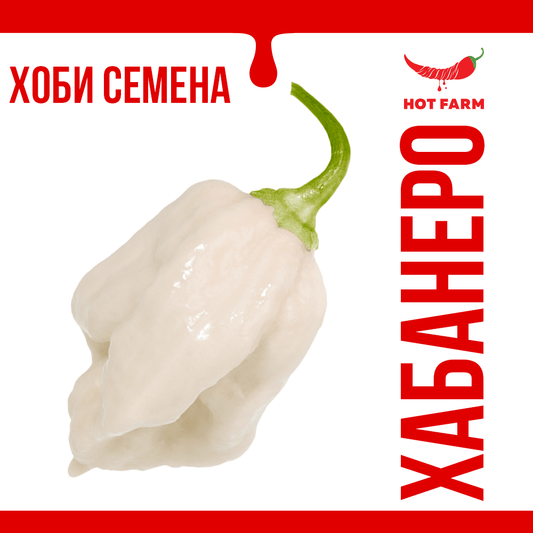 White Habanero chili seeds for growing a high-yielding and intensely spicy pepper variety with 300,000 to 500,000 Scoville heat units.