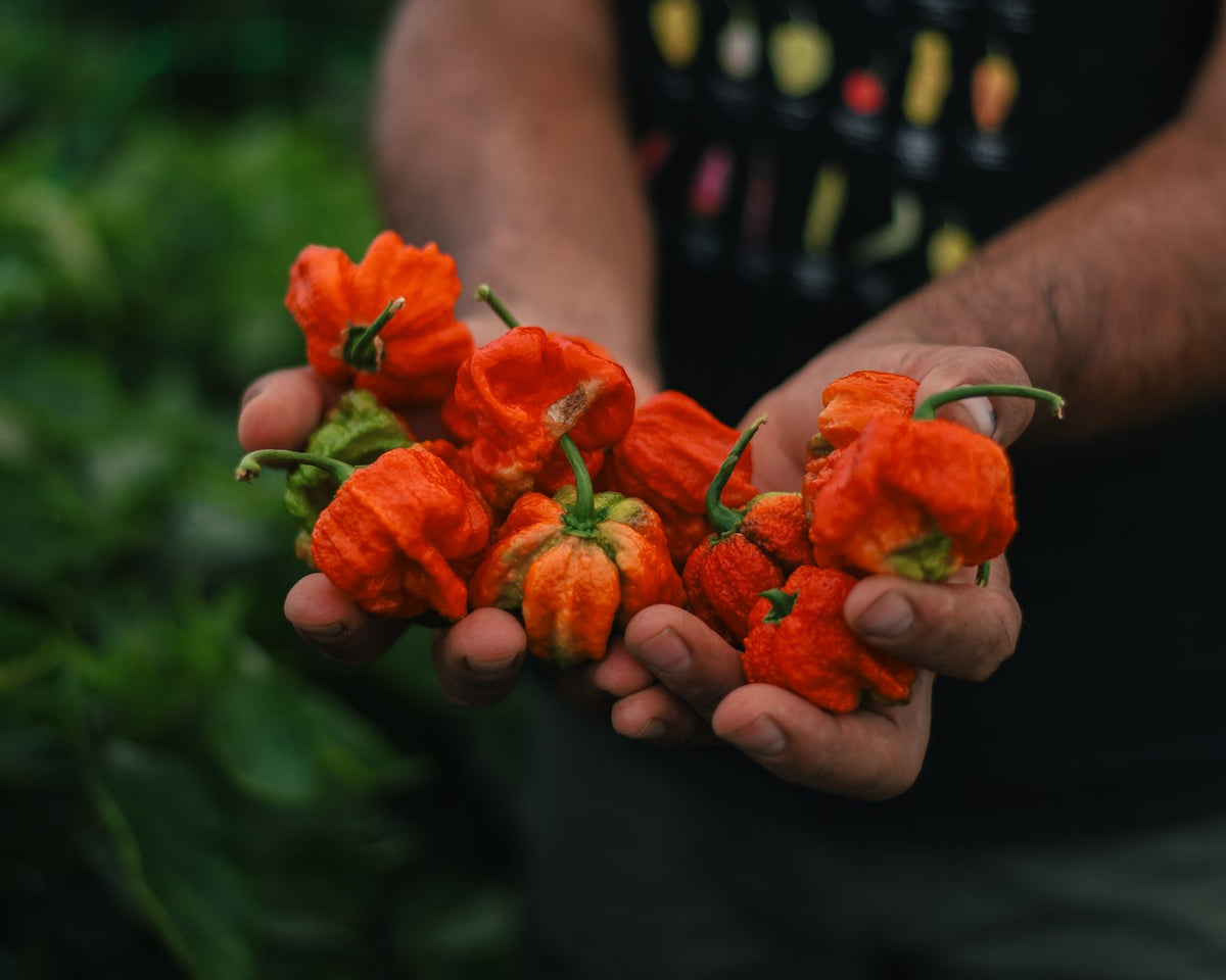 Шепи с червени люти чушки от оранжерията на Hot Farm