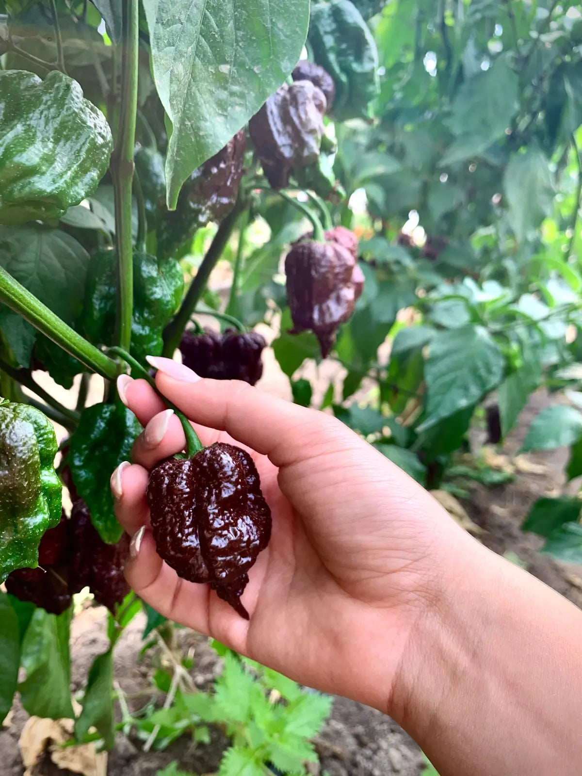 Chocolate Carolina Reaper в ръка
