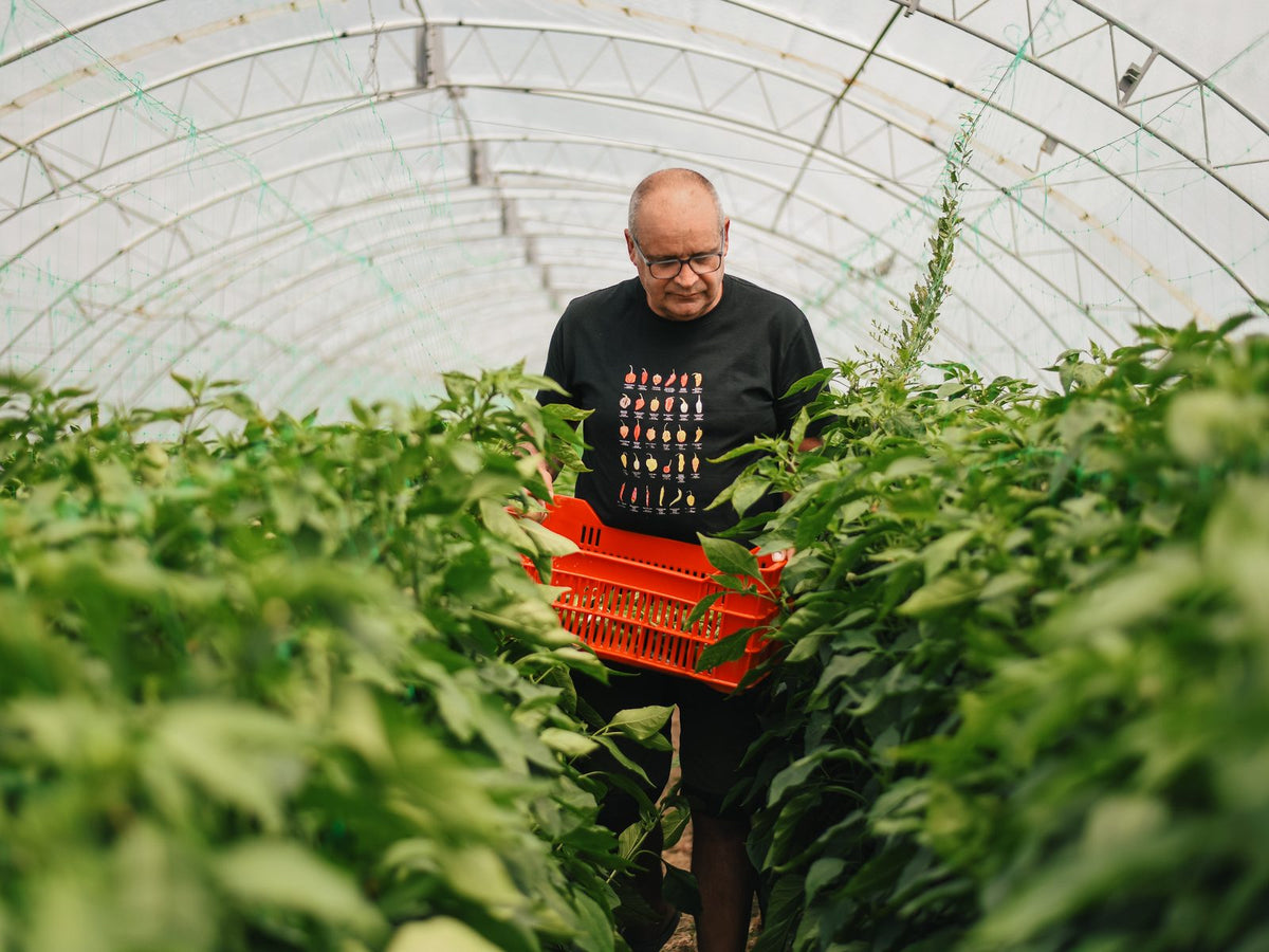 Бране на люти чушки в оранжерията на Hot Farm