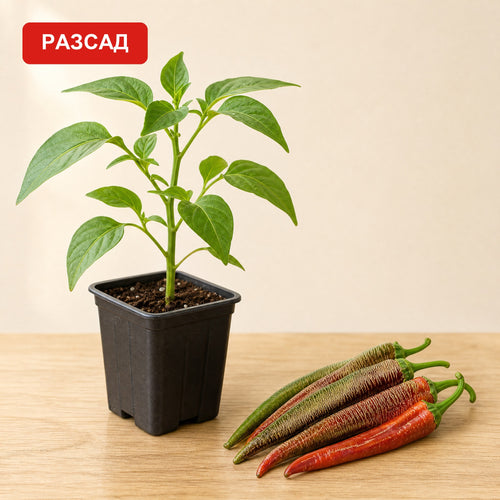 Vezanka seedling in a pot next to long peppers with red and green stripes