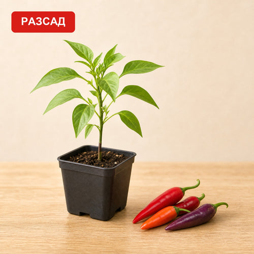 Piri piri seedling in a black pot next to ripe chili peppers