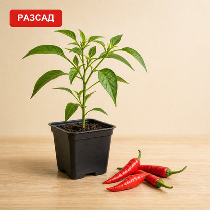 Happy seedling in a pot next to small, pointed red peppers