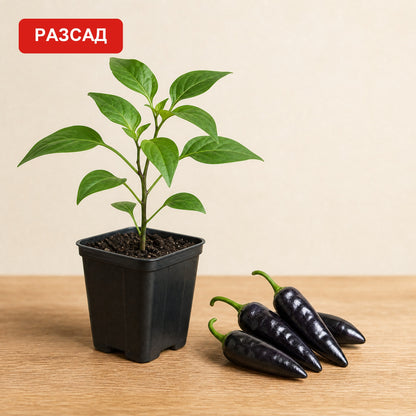 Nayde seedling in a pot next to glossy black peppers