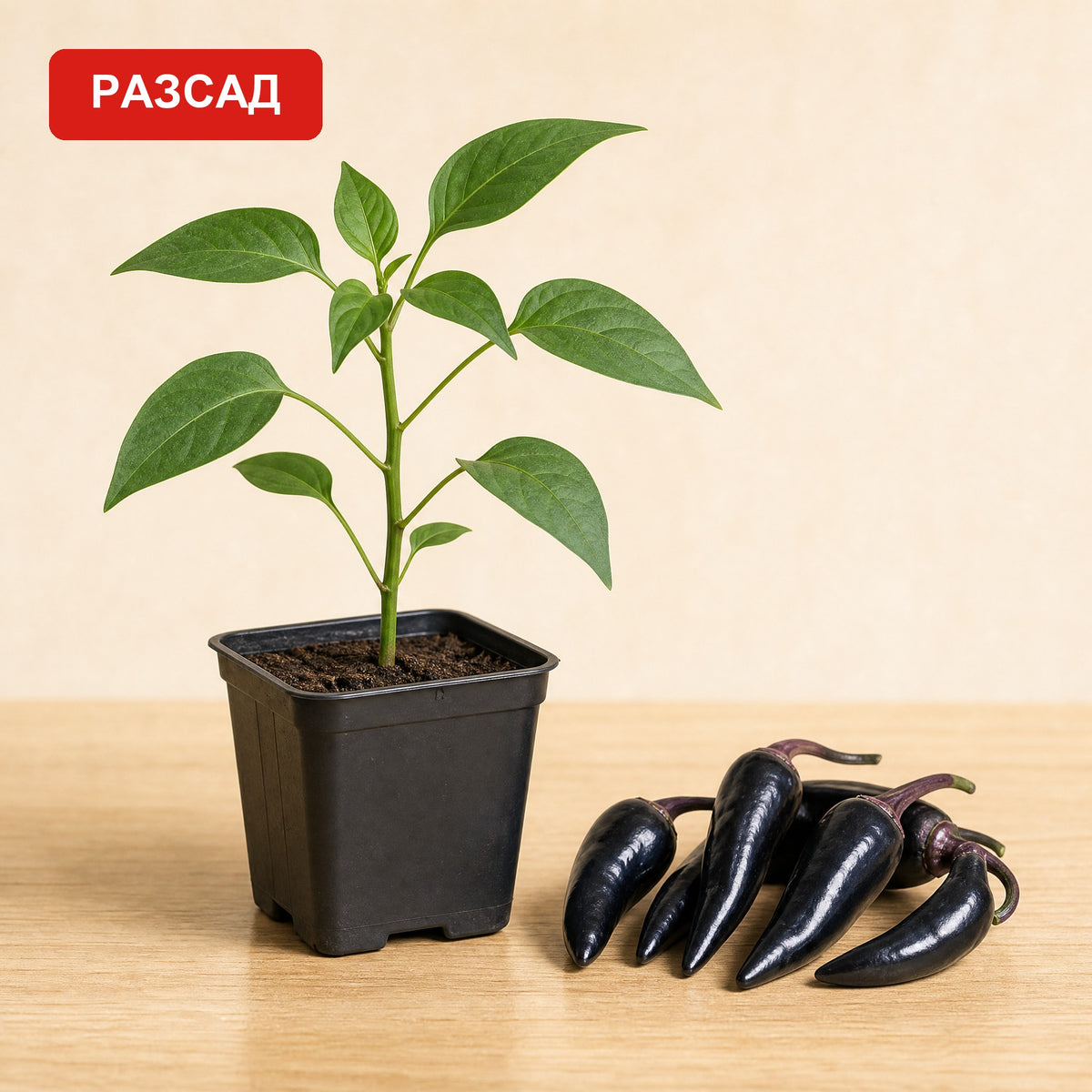 Black Fire seedling in a pot next to thin black peppers