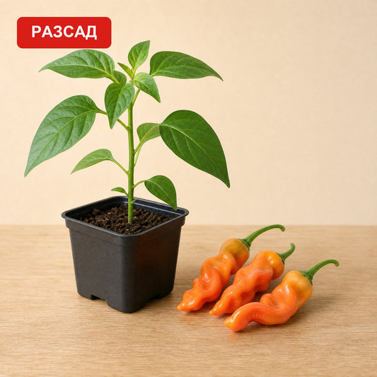 Разсад Peter Pepper в саксия до оранжеви набръчкани чушки
