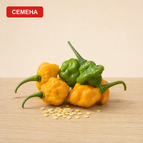 Семена "Ямайска Гъба"