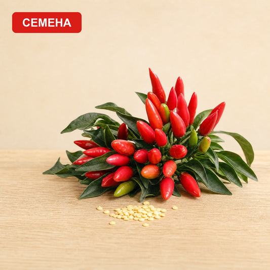 Семена Агилера