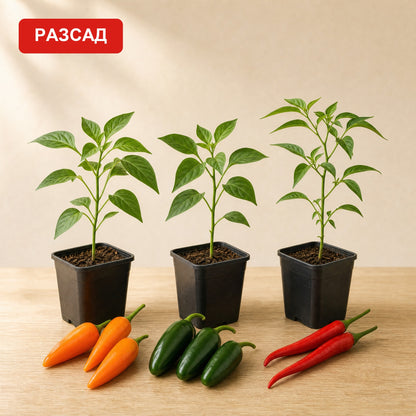 Three seedlings in pots next to Bulgarian Carrot, jalapeño and cayenne peppers