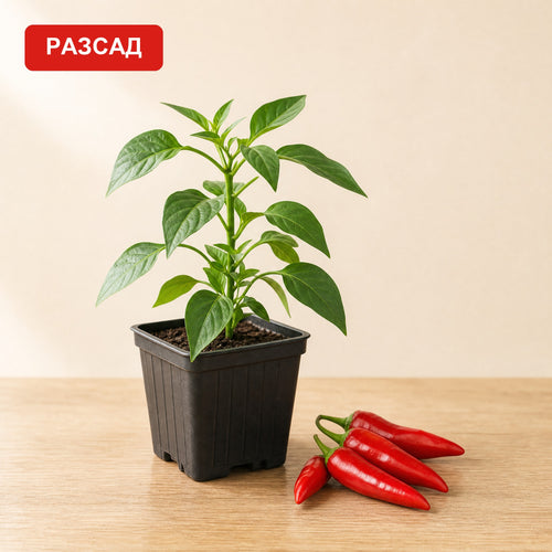 Peperoncino Etna seedling in a pot next to small, pointed red peppers