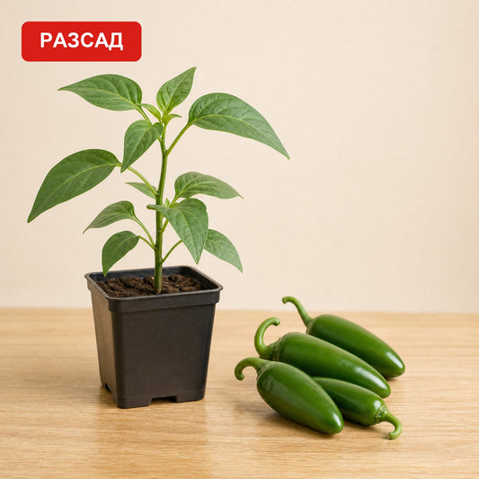 Jalapeño seedling in a black pot next to green jalapeño peppers