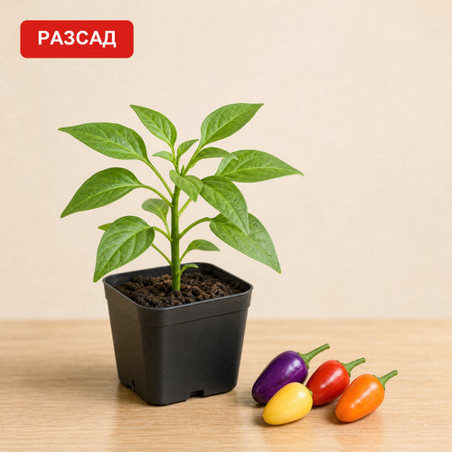 Bolivian Rainbow seedling in a pot next to purple, yellow, red and orange peppers