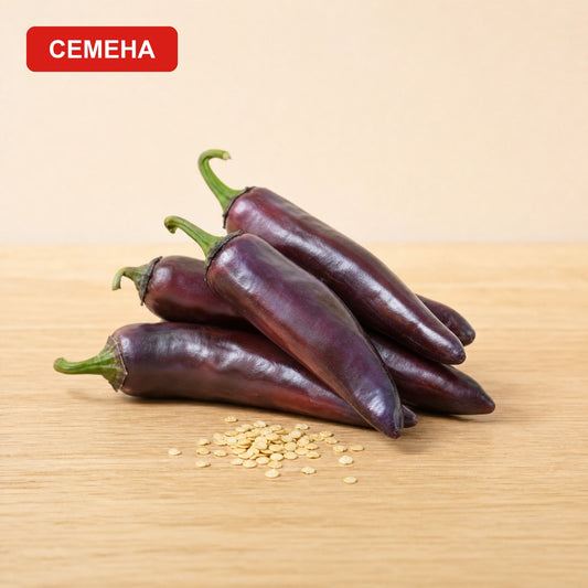 Семена Пурпурно Серано