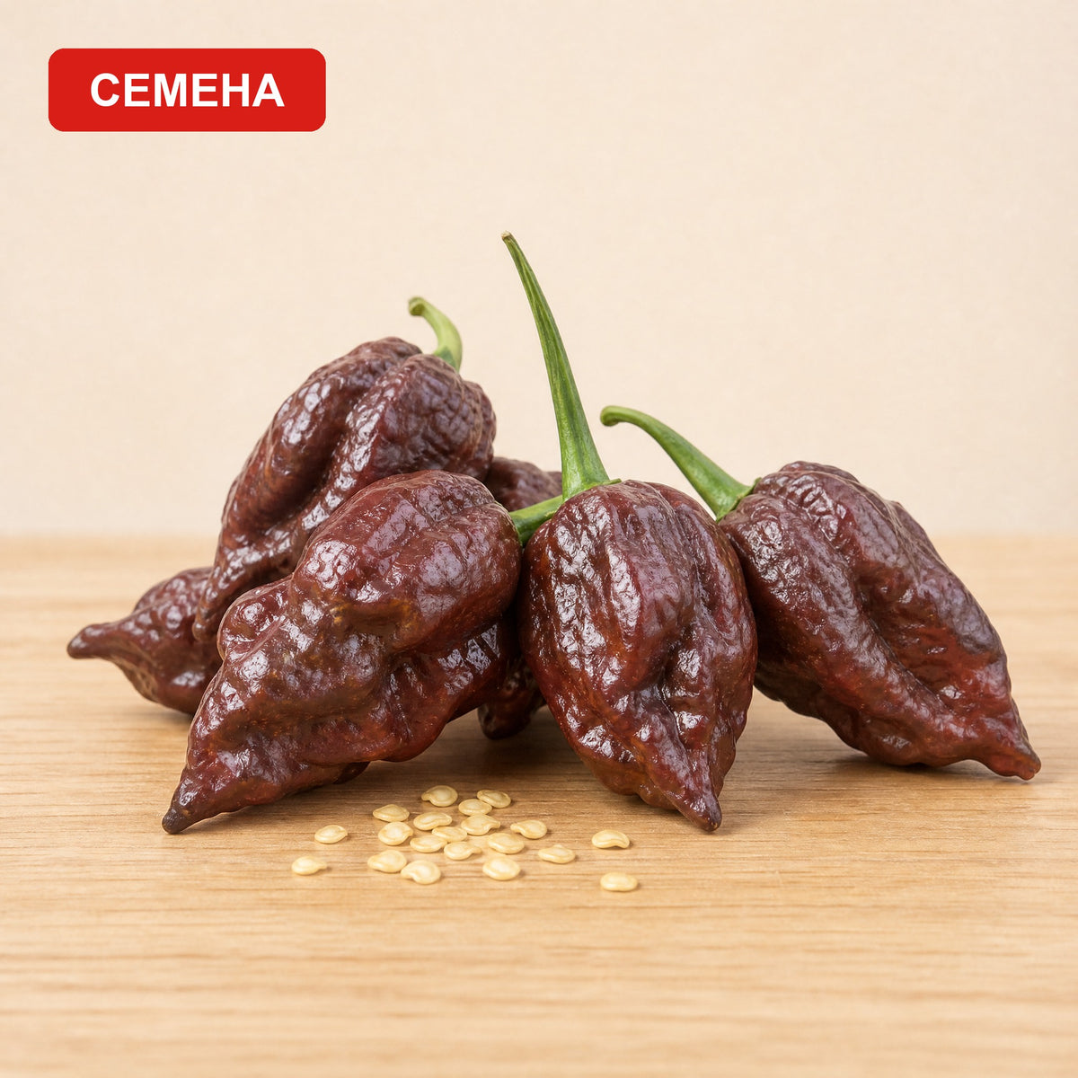 Семена Бхут Холокия Шоколад