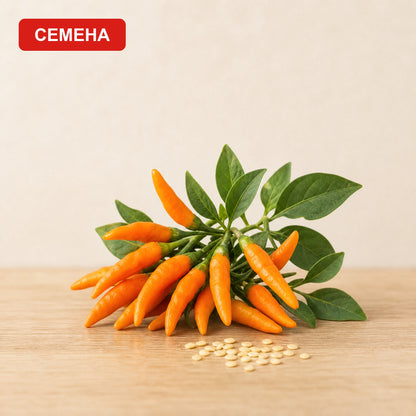 Семена Тай оранжев до сноп тънки оранжеви чушки с листа