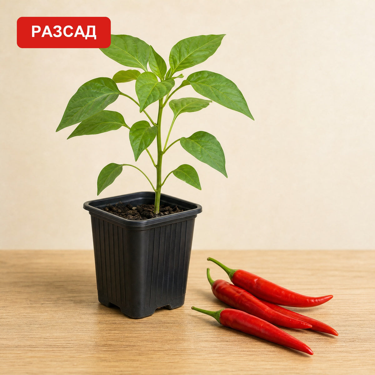 3+2 корена безплатно: разсад Кайен