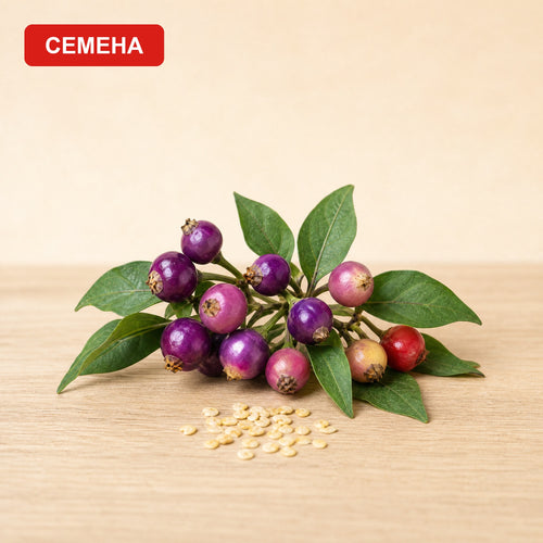 Blue Eye seeds next to a sprig of small round purple peppers