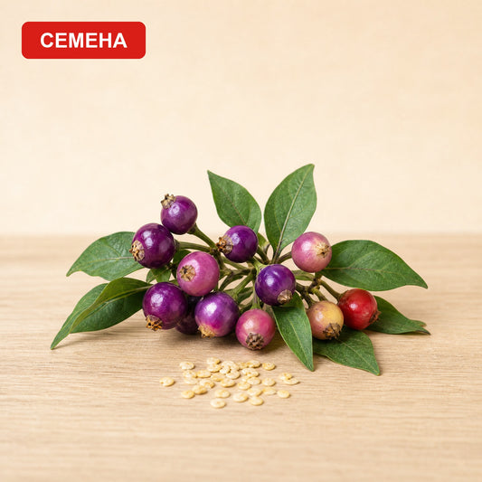 Семена Синьо око до клонка с дребни кръгли лилави чушки