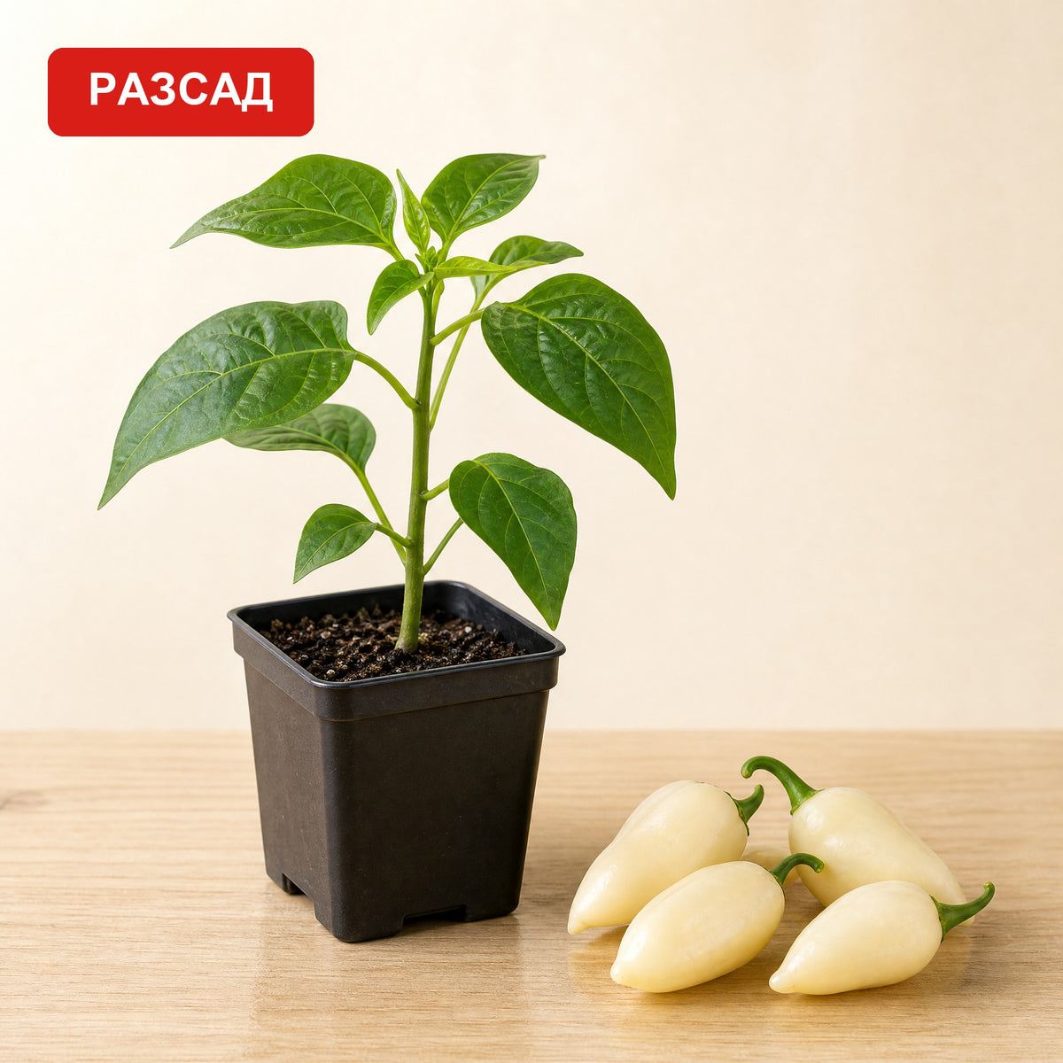 White habanero seedling in a pot next to creamy white peppers