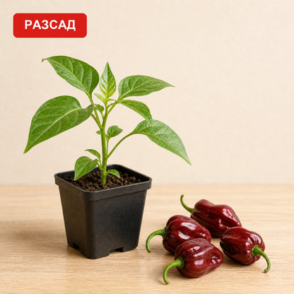 Chocolate habanero seedling in a pot next to dark brown peppers