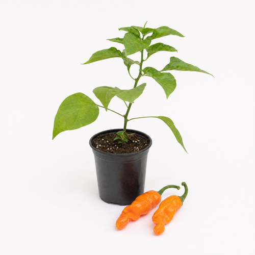 Разсад Peter Pepper - Orange