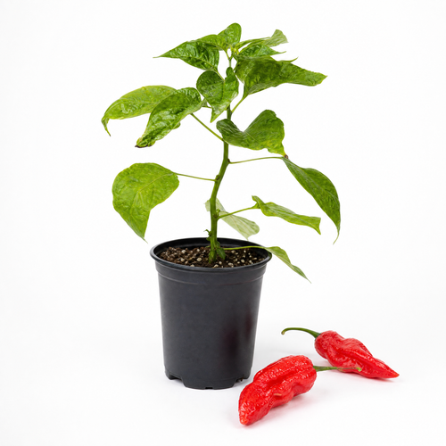 Разсад Бхут Холокия (Ghost Pepper)