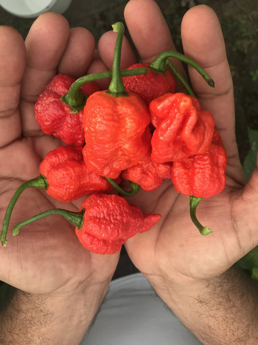 Инфинити - пресни чушки