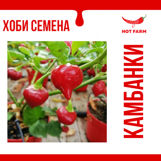 Семена Камбанки