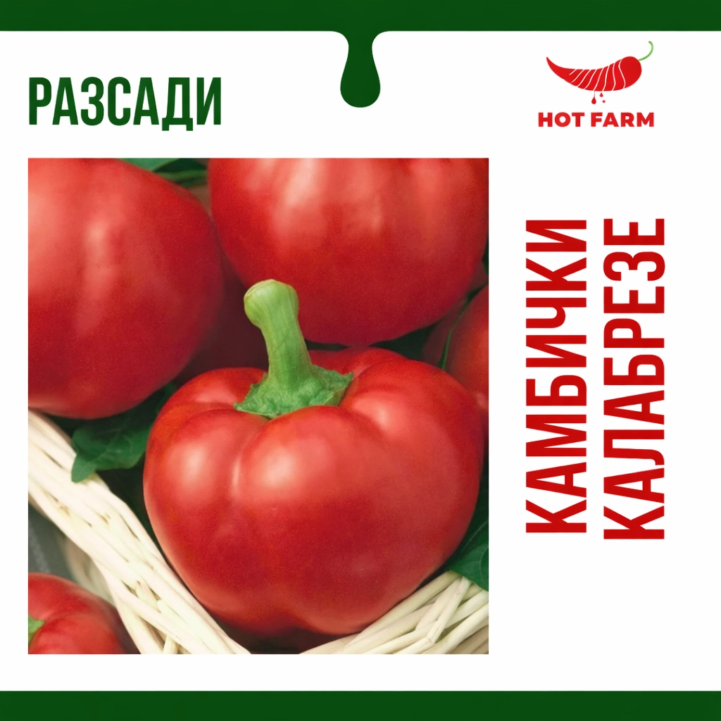 Разсад Камбички Калабрезе