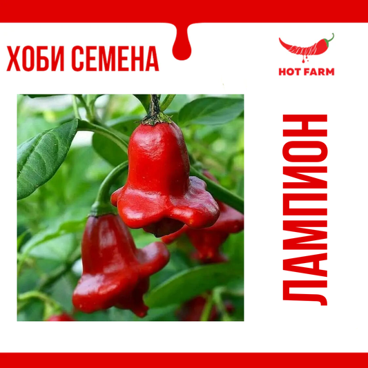 Семена Лампион