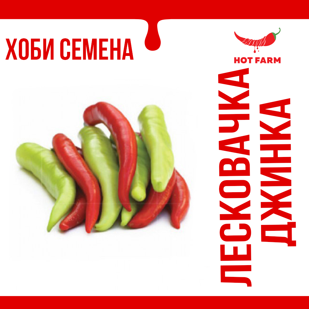 Seeds of Leskovacka Djinka chili, a flavorful Serbian pepper with mild heat, ideal for canning and culinary use.